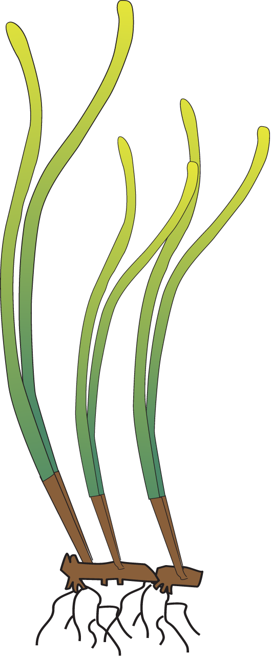 Posidonia Sinuosa