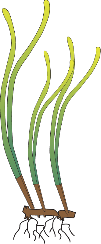 Posidonia sinuosa