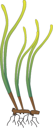 Posidonia Sinuosa