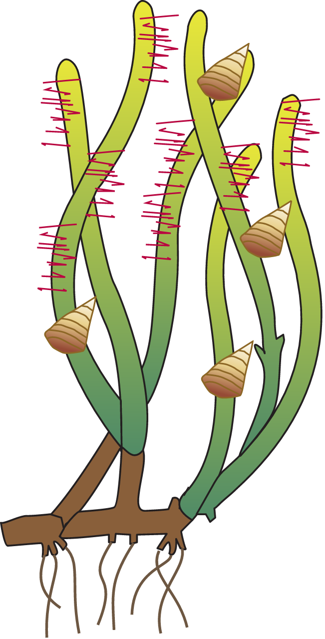 Posidonia with Epiphytes