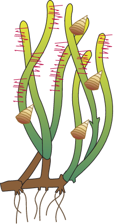 Posidonia with Epiphytes