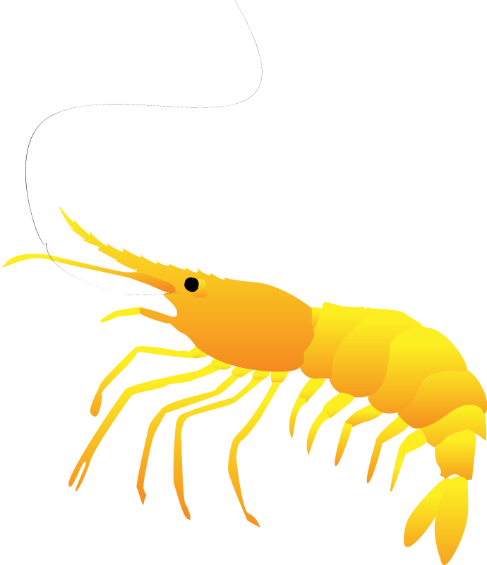 Prawn Shrimp
