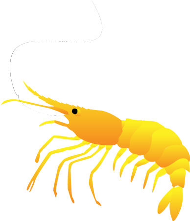 Prawn Shrimp