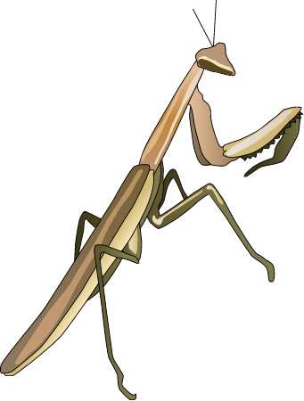 Praying Mantis