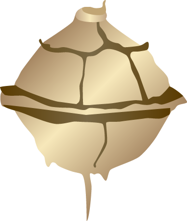 Pyrodinium Bahamense