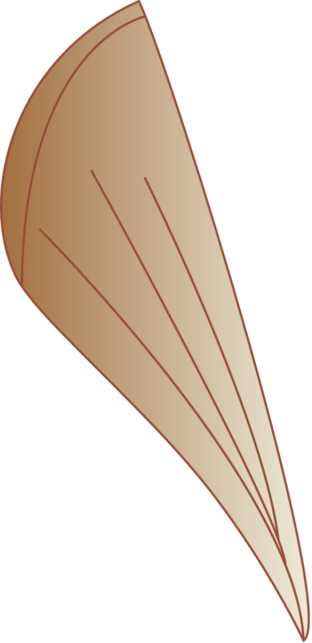 Razor Clam