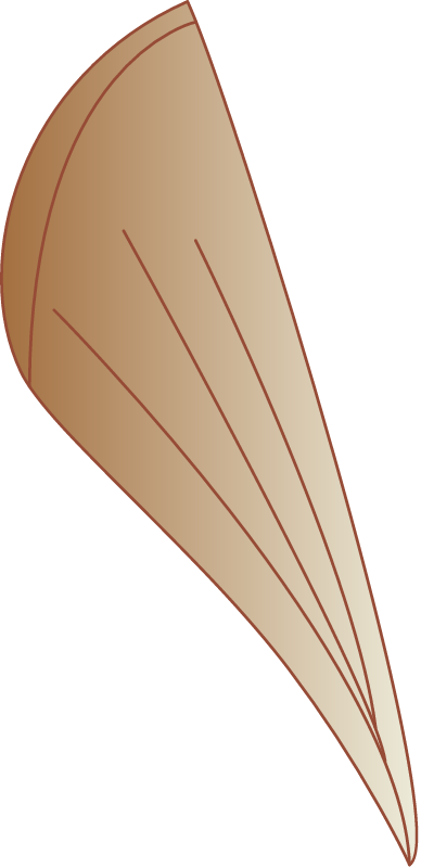 Razor Clam