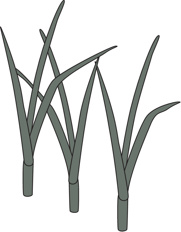 Reeds