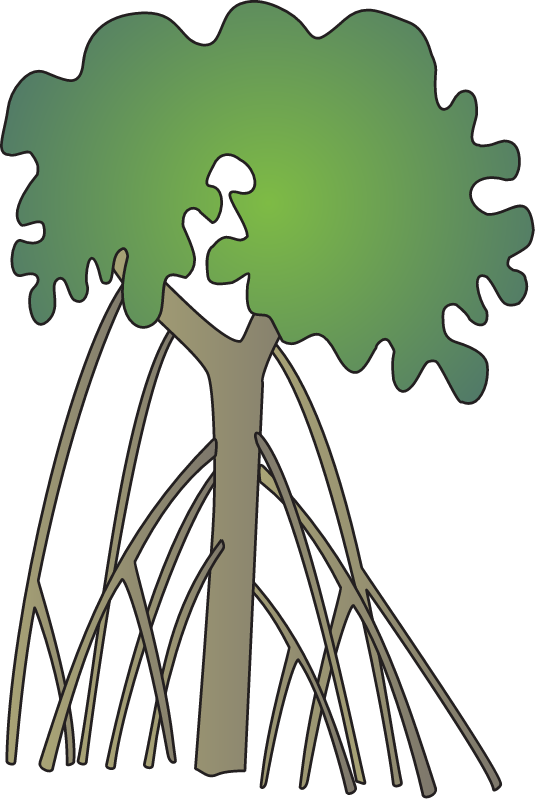 Rhizophora Mucronata