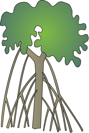 Rhizophora Mucronata