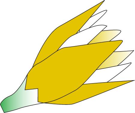 Rhizophora Stylosa Flower