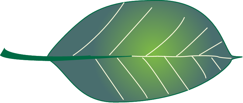 Rhizophora Stylosa Leaf