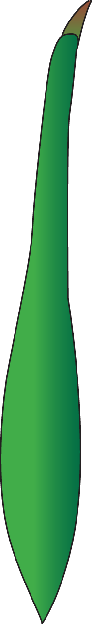Rhizophora Stylosa Propagule