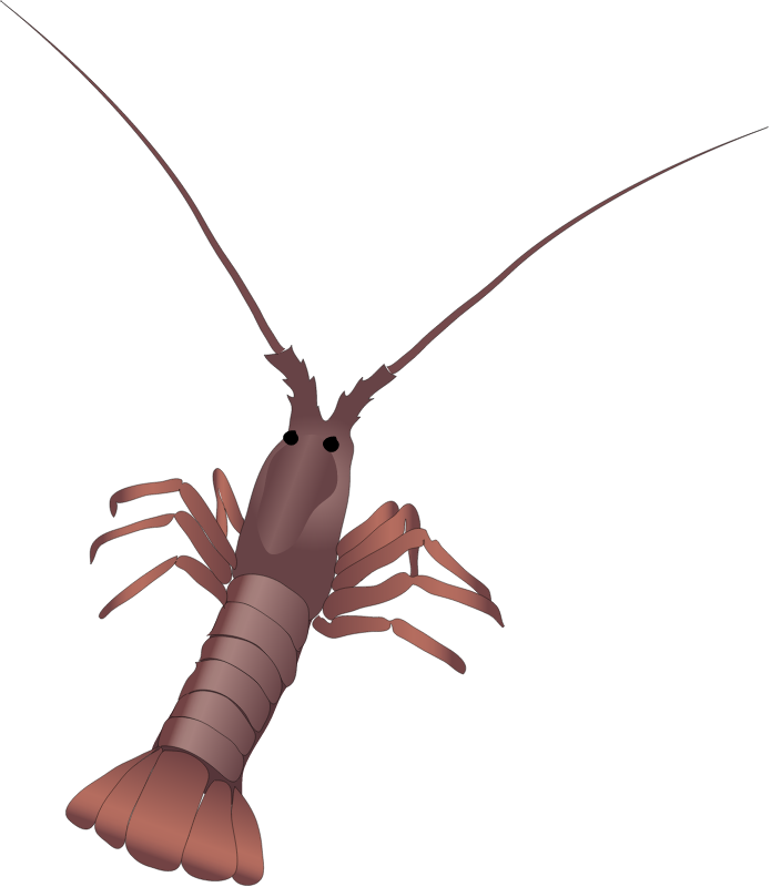 Rock Lobster