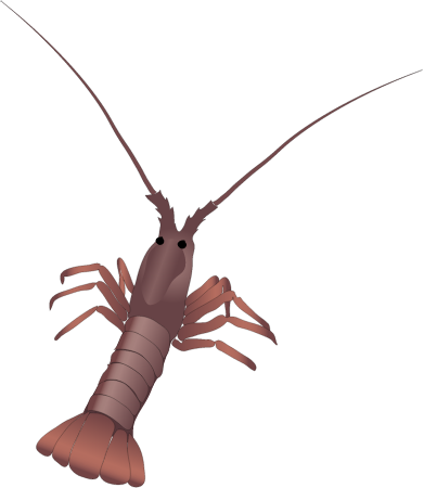 Rock Lobster