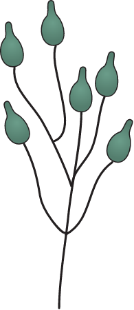 Ruppia Maritima Fruits