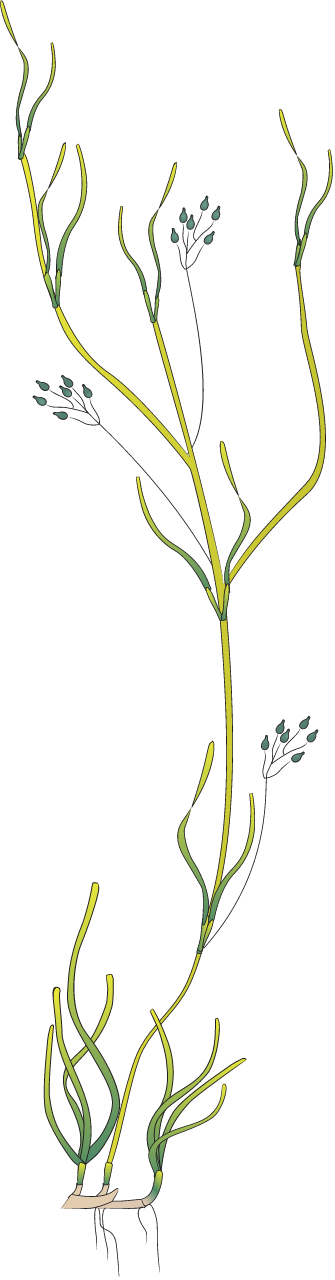 Ruppia Maritima Reproductive Shoots