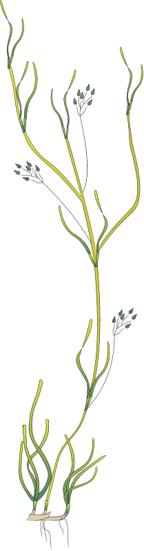 Ruppia Maritima Reproductive Shoots