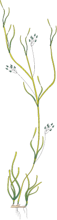Ruppia Maritima Reproductive Shoots