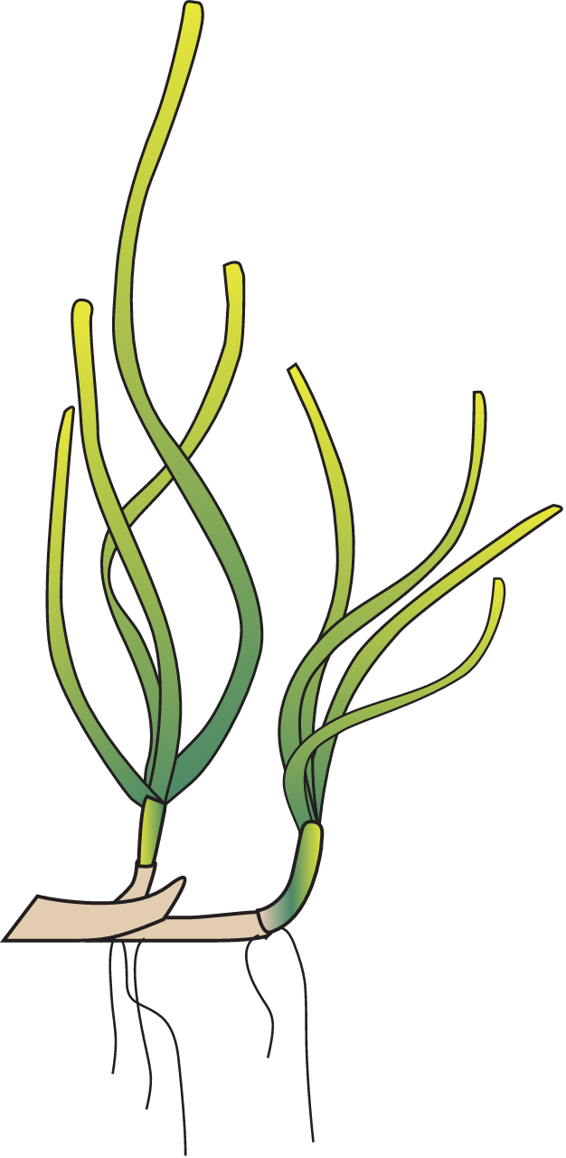 Ruppia Maritima Vegetative Shoots