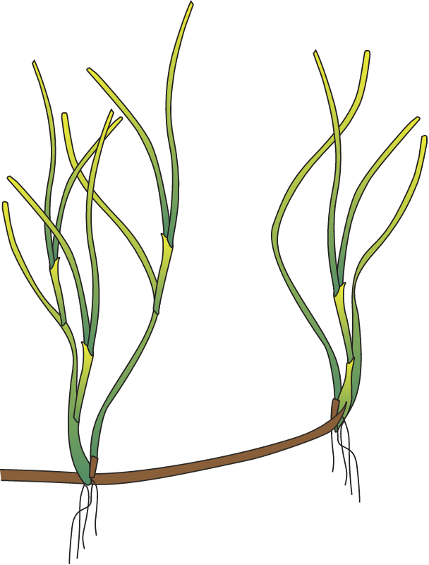 Ruppia Megacarpa