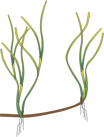Ruppia Megacarpa