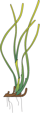 Ruppia Megacarpa