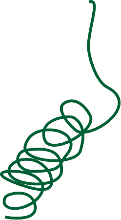 Ruppia Megacarpa Flower