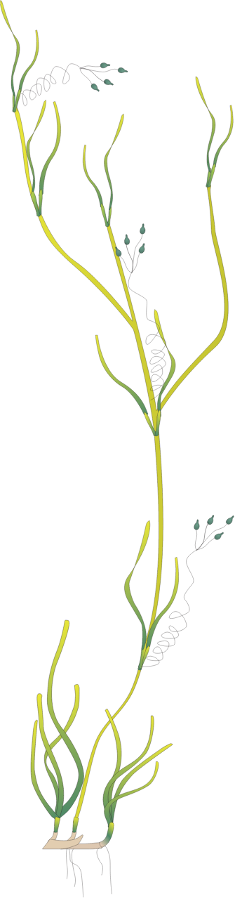 Ruppia Megacarpa with Flowers