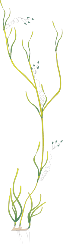 Ruppia Megacarpa with Flowers
