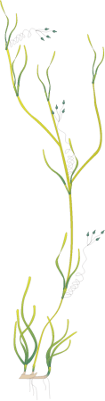 Ruppia Megacarpa with Flowers