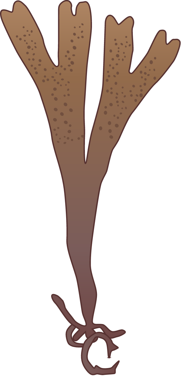 Sarcothalia Stiriata