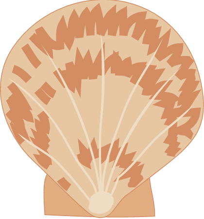 Scallop