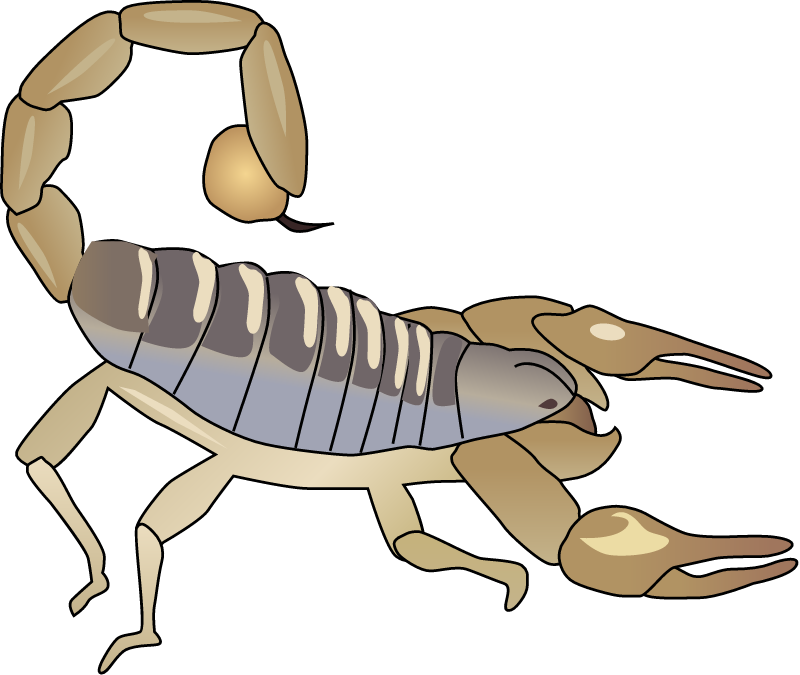 Scorpion