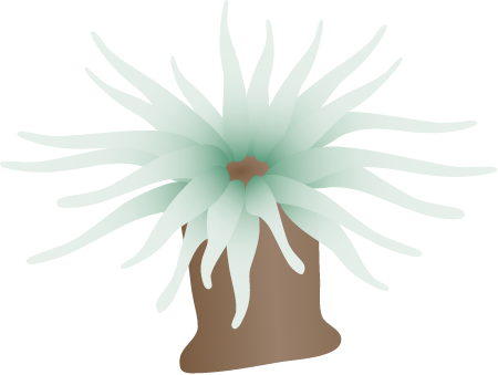 Sea Anemone