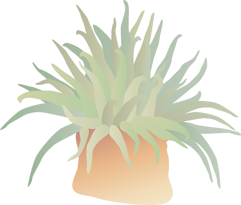 Sea Anemone