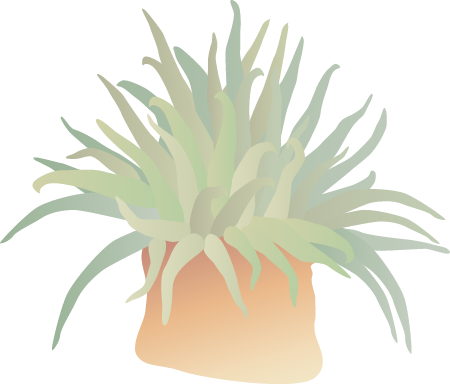 Sea Anemone
