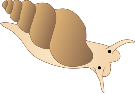 Sea Snail