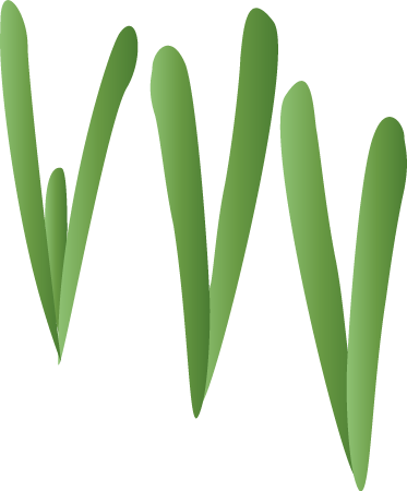 Seagrass
