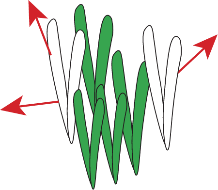Seagrass Growth