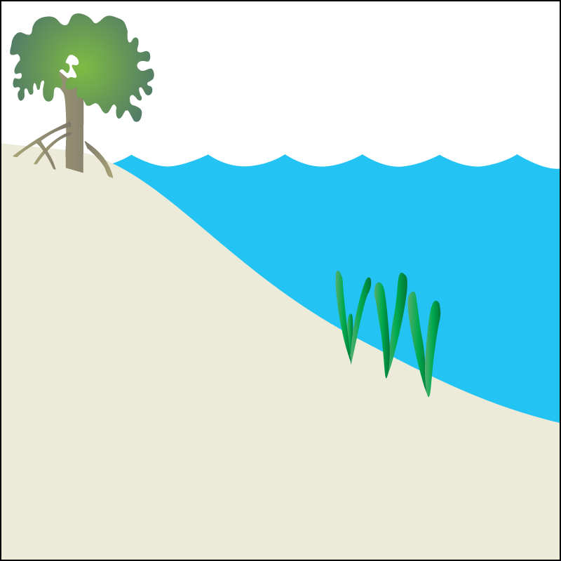 Seagrass Habitat Coastal