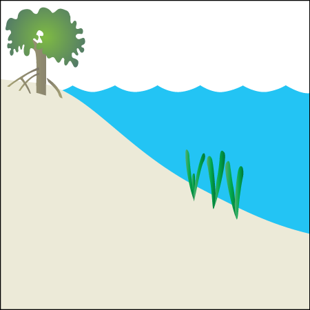 Seagrass Habitat Coastal