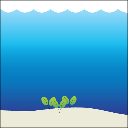 Seagrass Habitat Deep Water