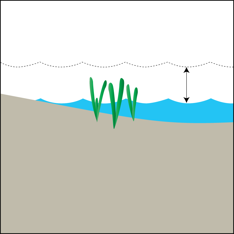 Seagrass Habitat Intertidal