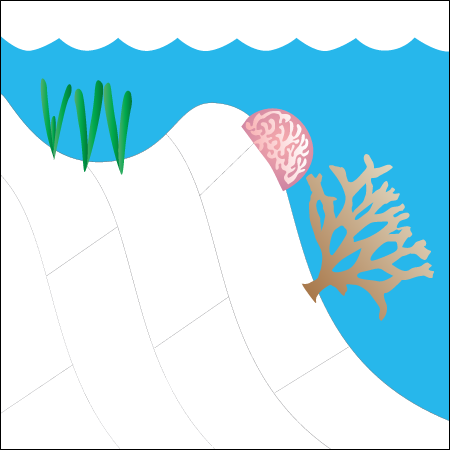 Seagrass Habitat Reef