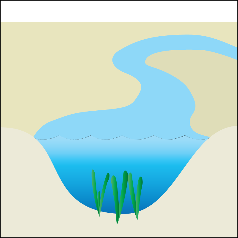 Seagrass Habitat Rivers