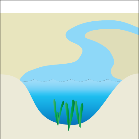 Seagrass Habitat Rivers