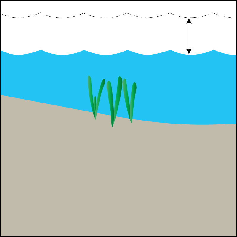 Seagrass Habitat Subtidal