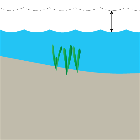 Seagrass Habitat Subtidal
