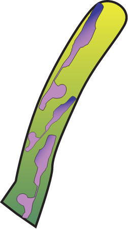 Seagrass Leaf with Encrusting Epiphytes